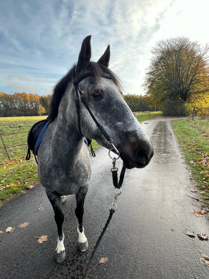 Blanding, hoppe, 10 år