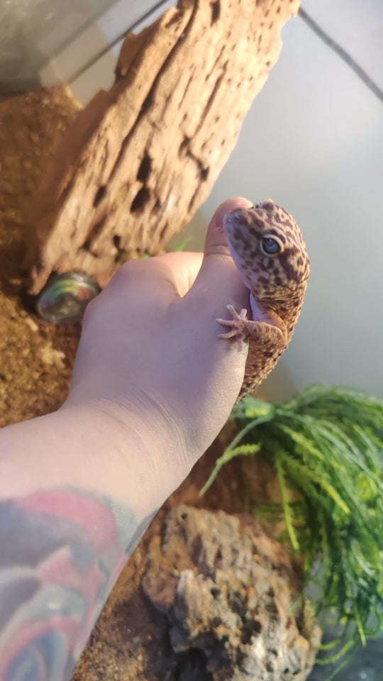 Gekko Leopard gekko