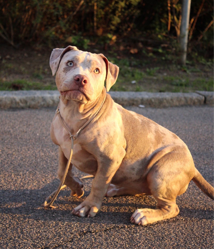 American Bully XL hund 2 år