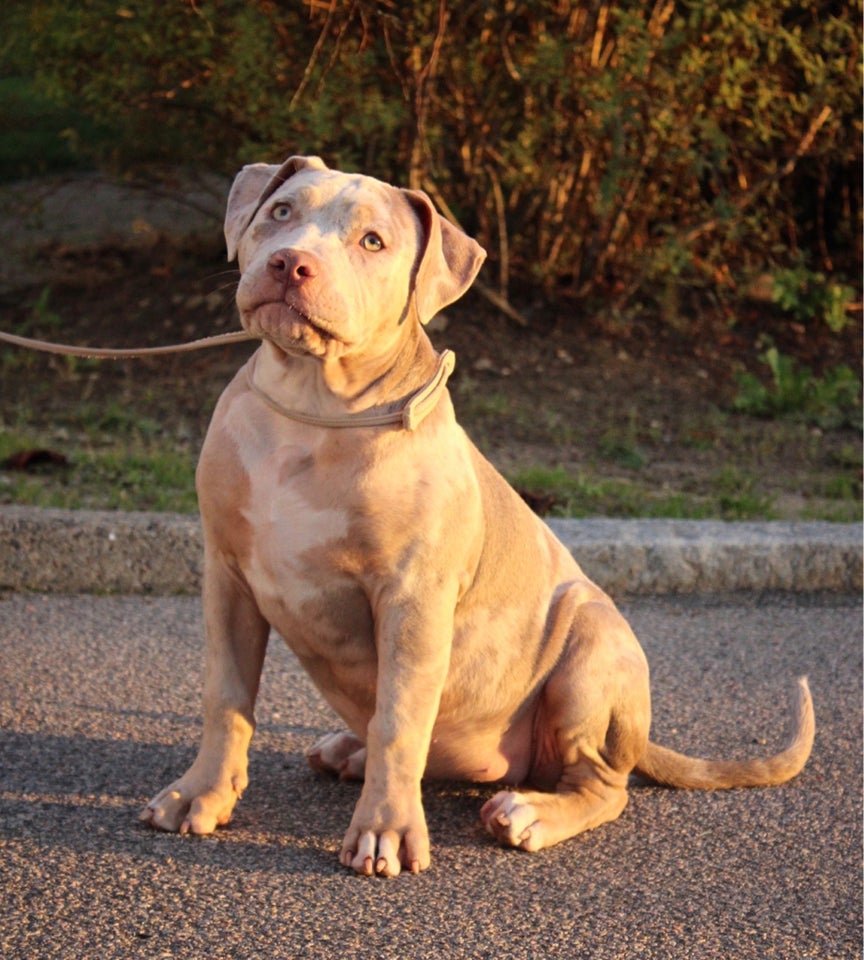 American Bully XL hund 2 år