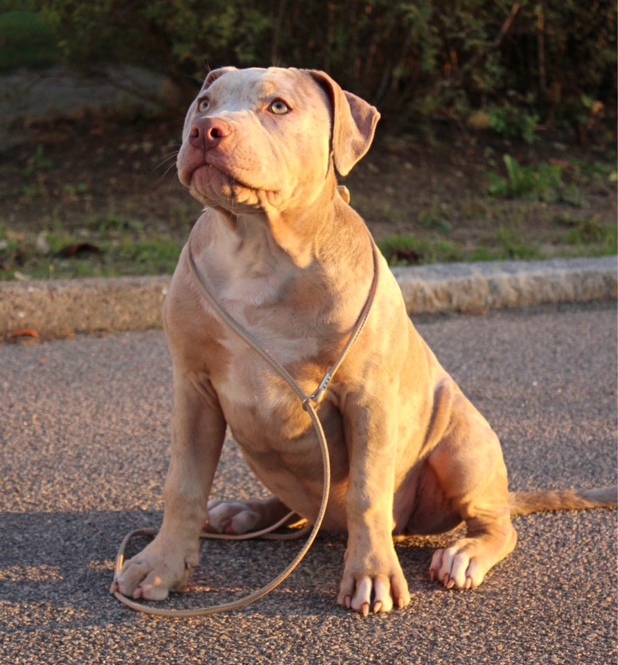 American Bully XL hund 2 år