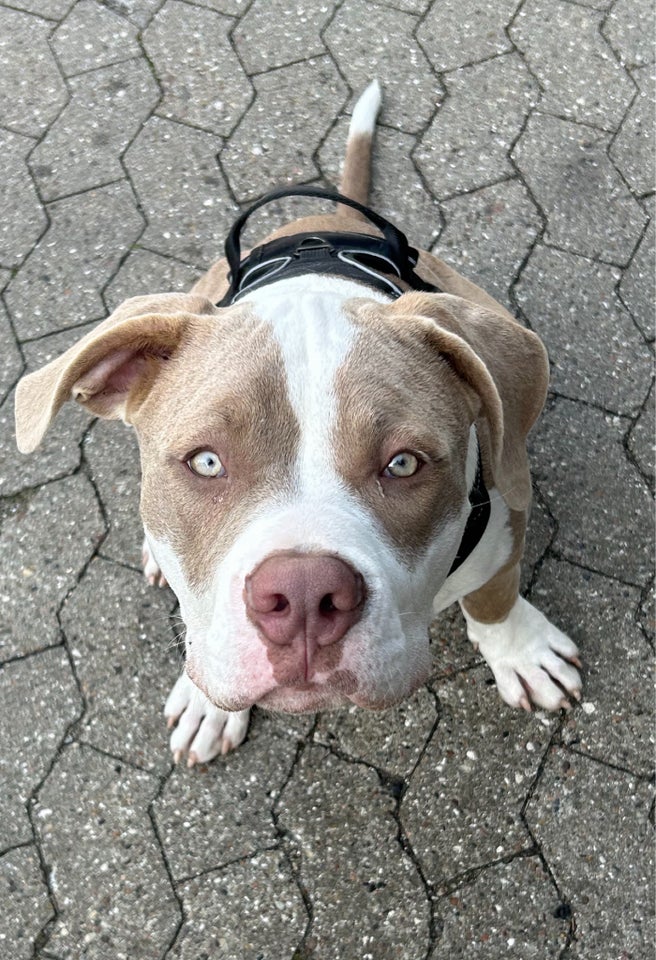 American Bully XL , hvalpe, 5 mdr.