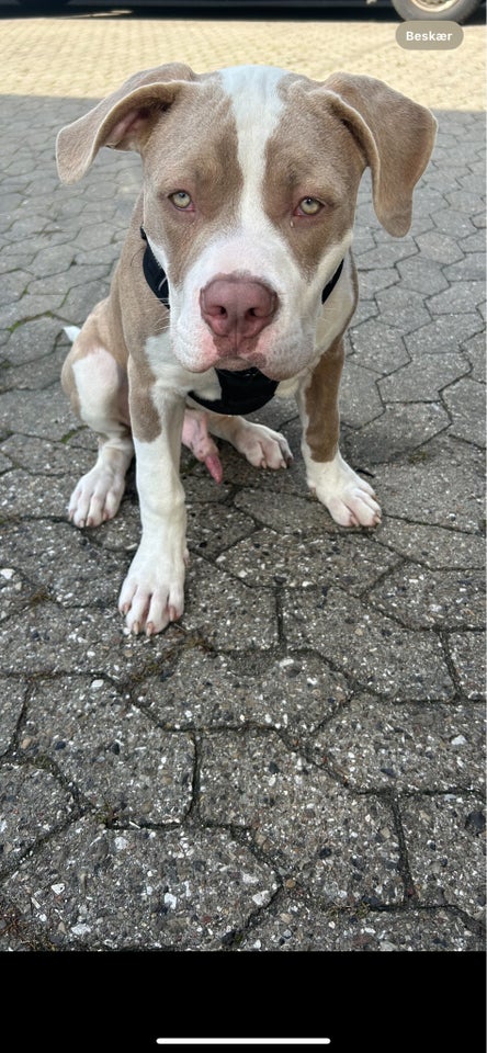 American Bully XL , hvalpe, 5 mdr.