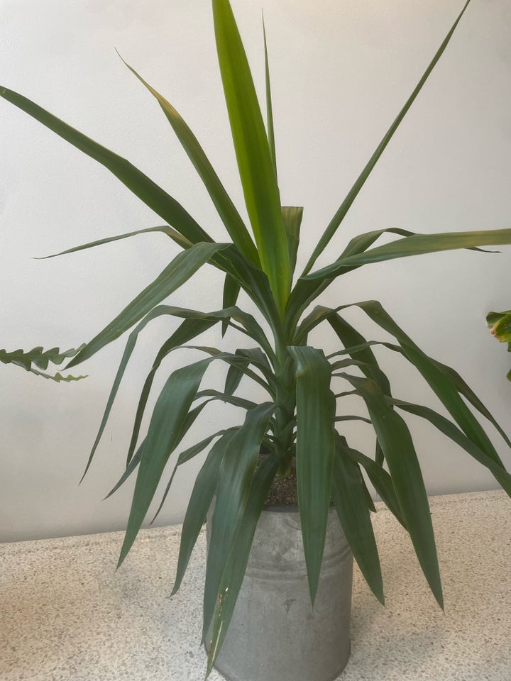 DRACÆNA, DRACAENA FRAGRANS