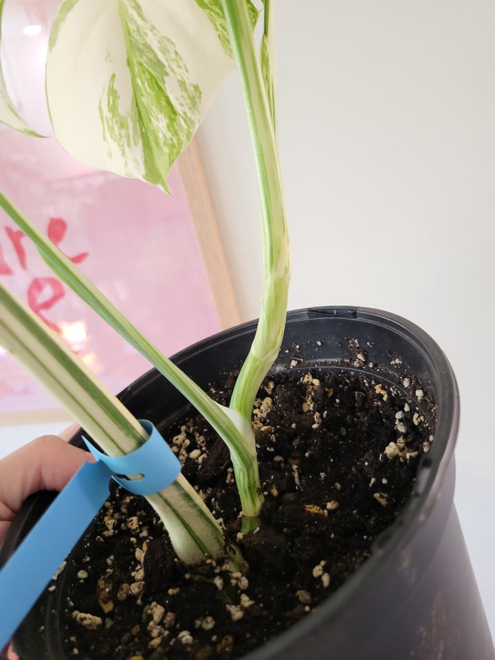 Monstera albo variegata plante