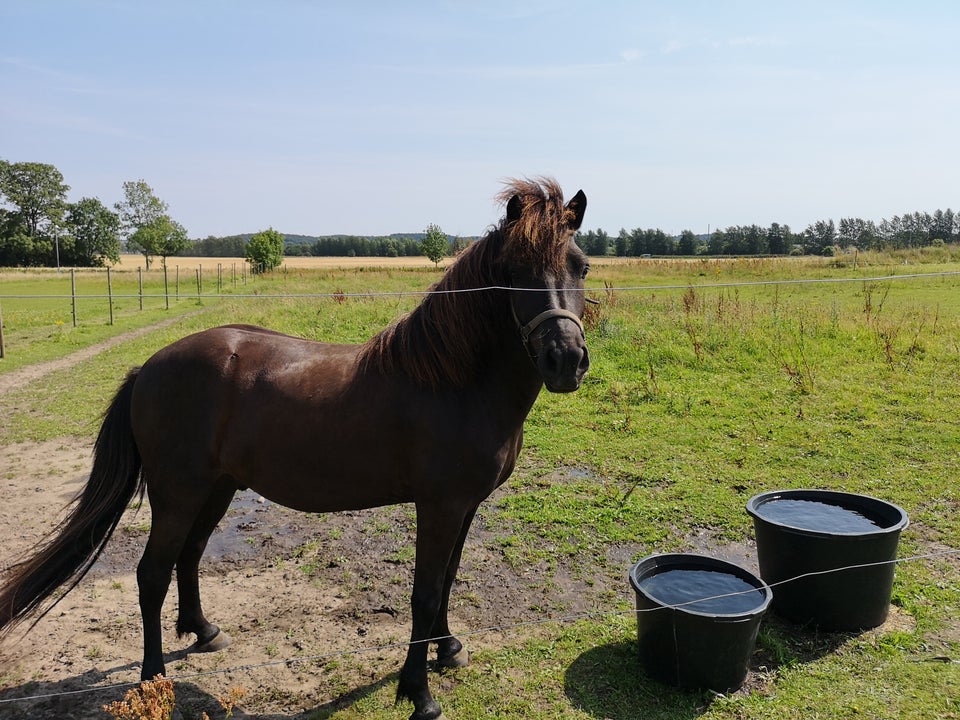 Islænder, vallak, 5 år