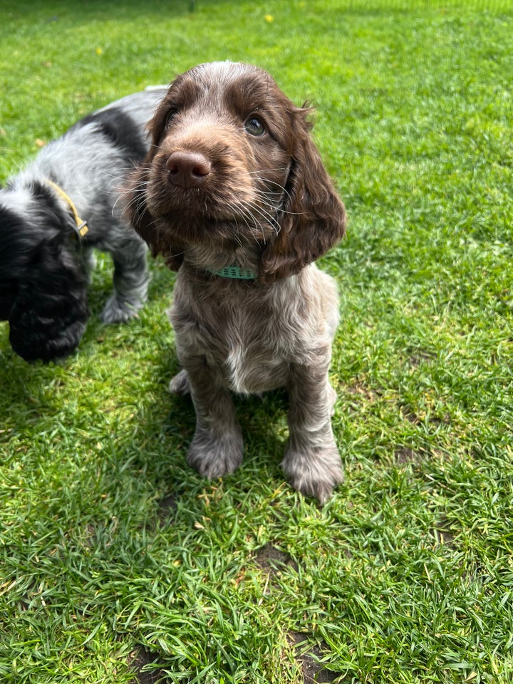 Engelsk Cocker Spaniel hvalpe 8