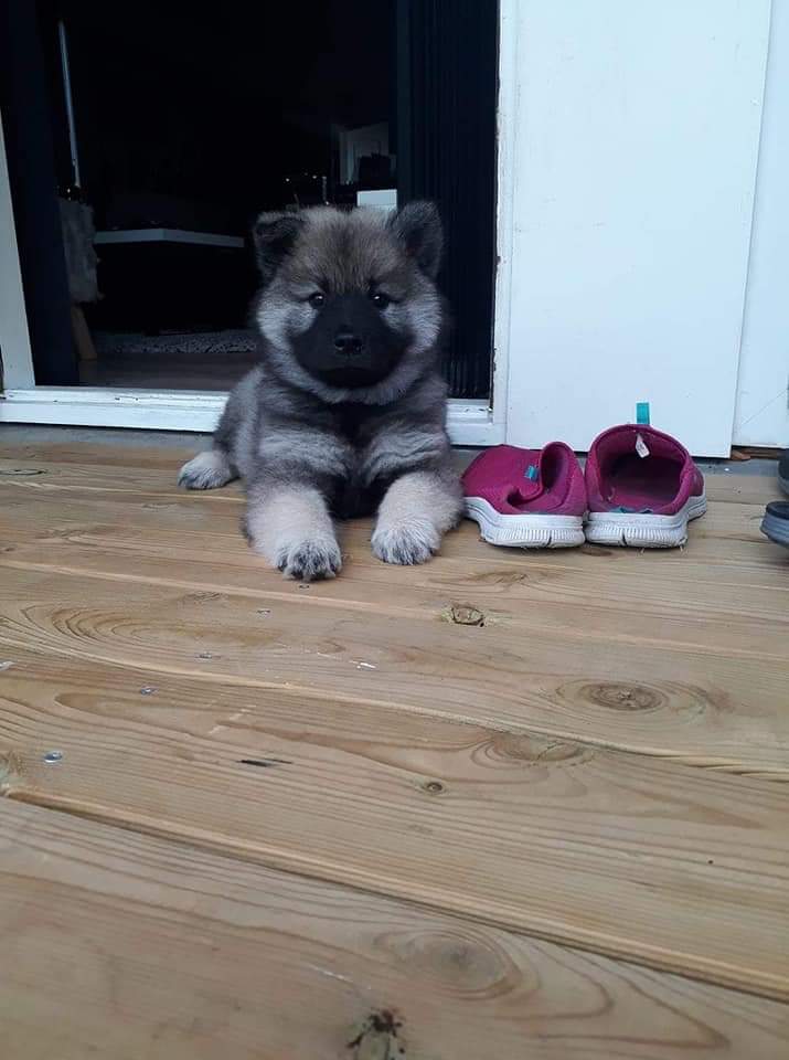 Hvalpepakke Eurasier