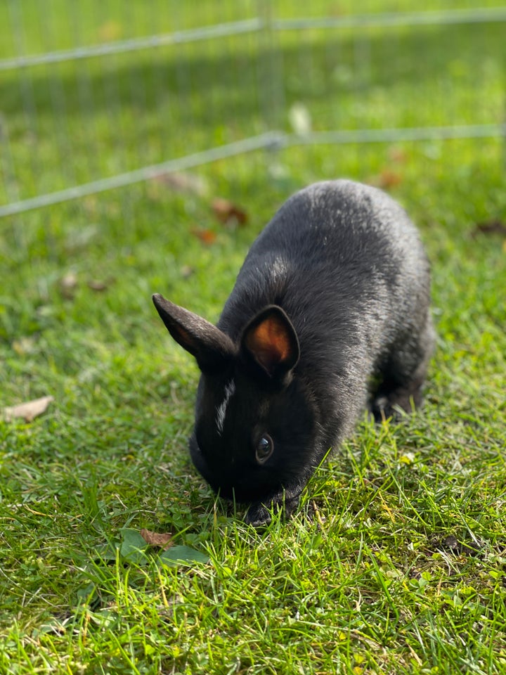 Kanin, Hermeliner, 0 år