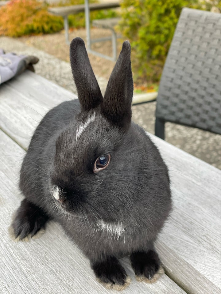 Kanin, Hermeliner, 0 år