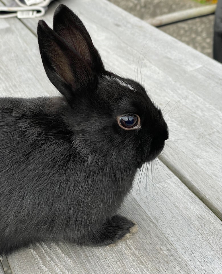 Kanin, Hermeliner, 0 år