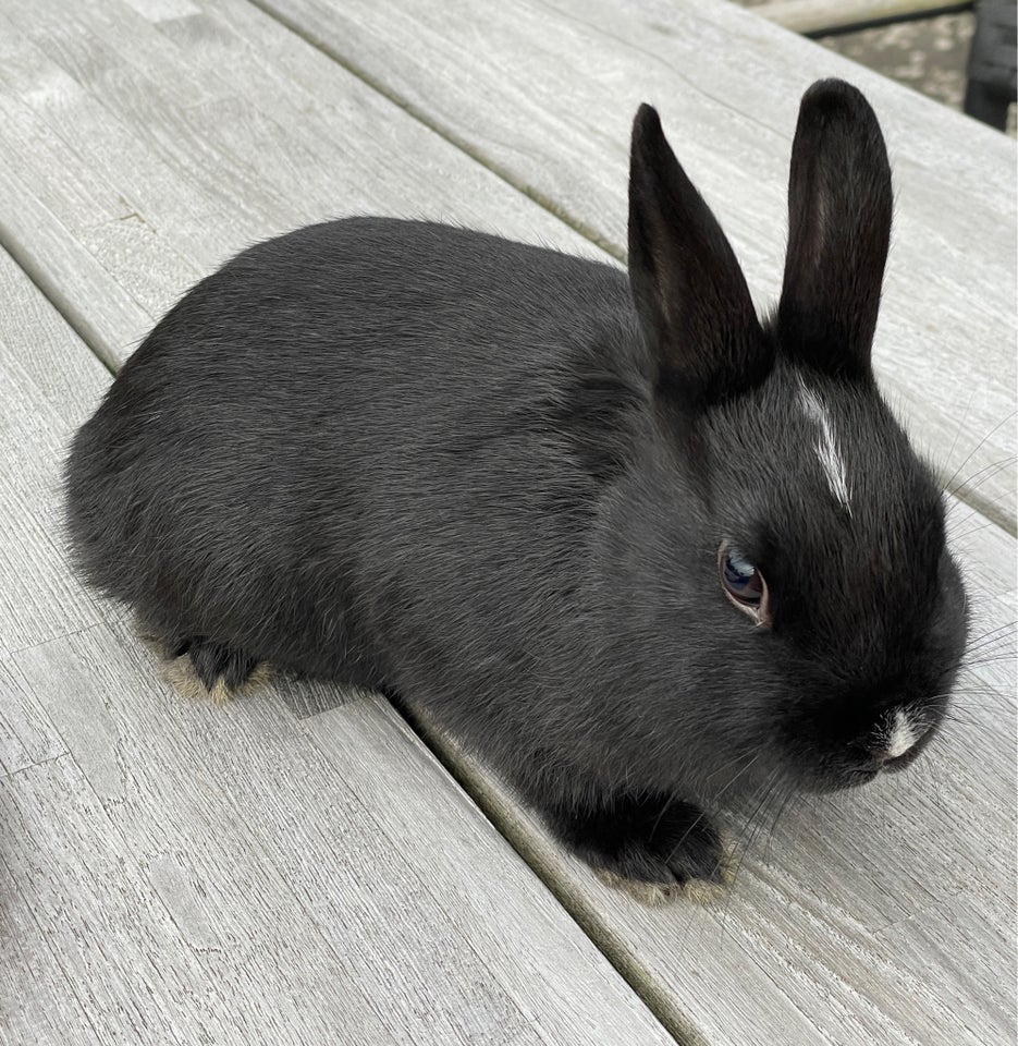 Kanin, Hermeliner, 0 år