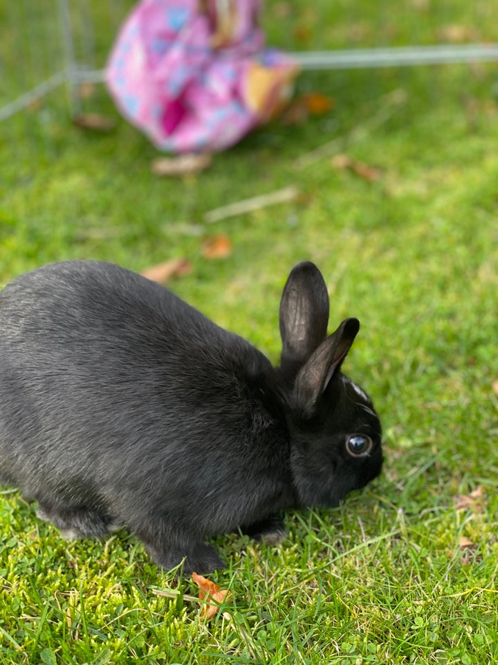 Kanin, Hermeliner, 0 år