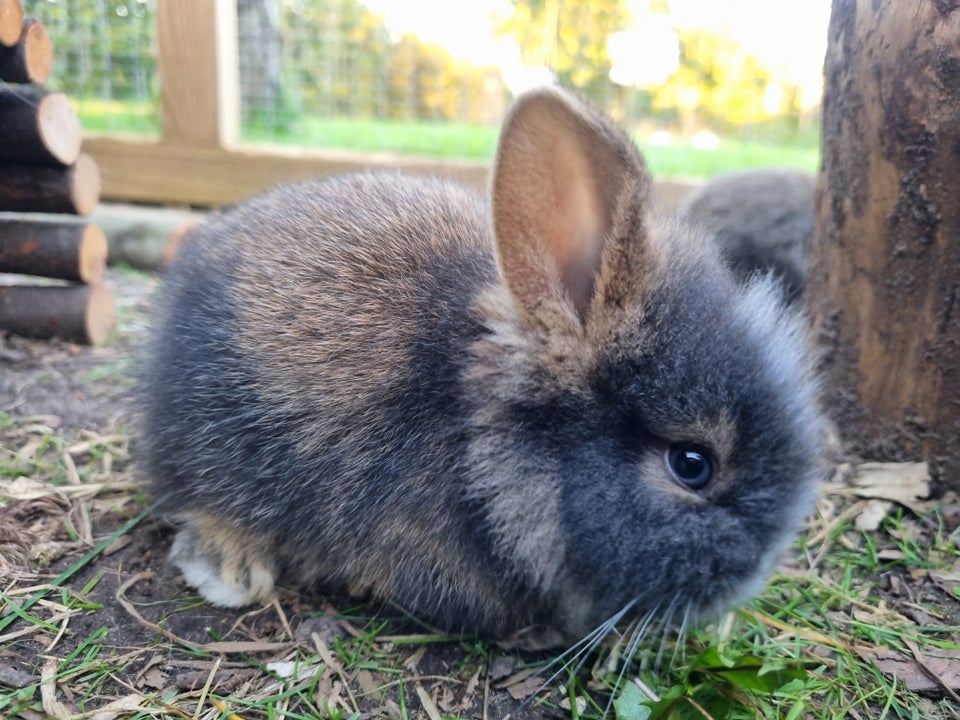 Kanin Dværgkanin 0 år