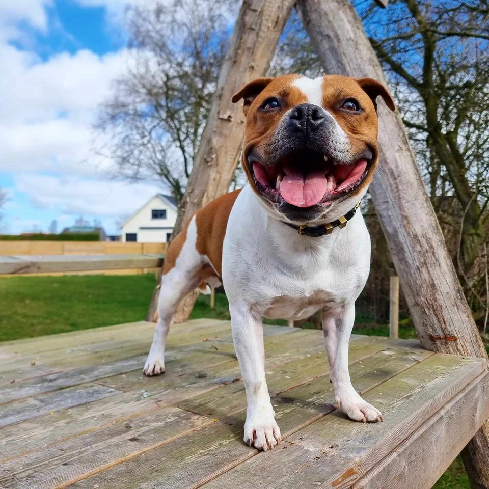 Staffordshire bull terrier