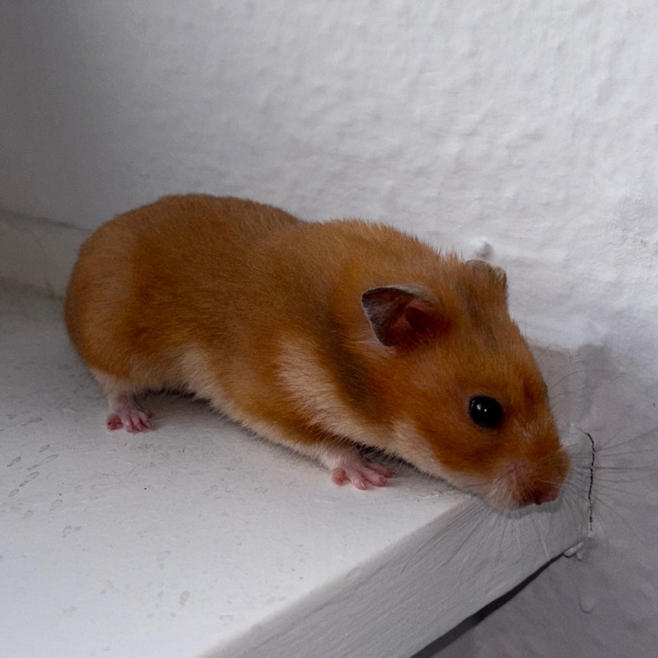 Hamster, Guldhamster