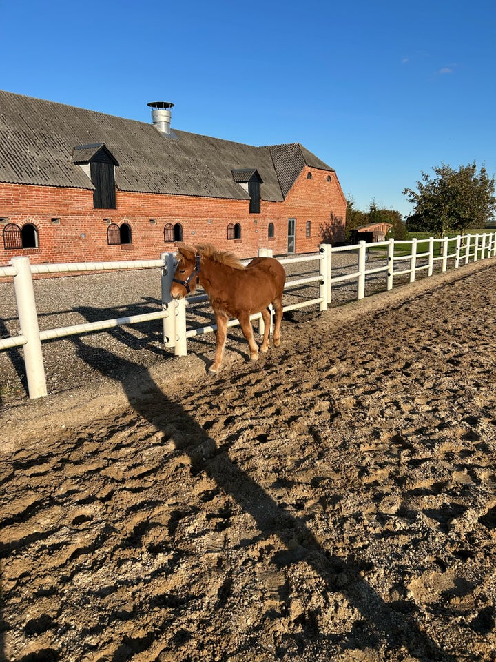 Islænder, hoppe, 8 år