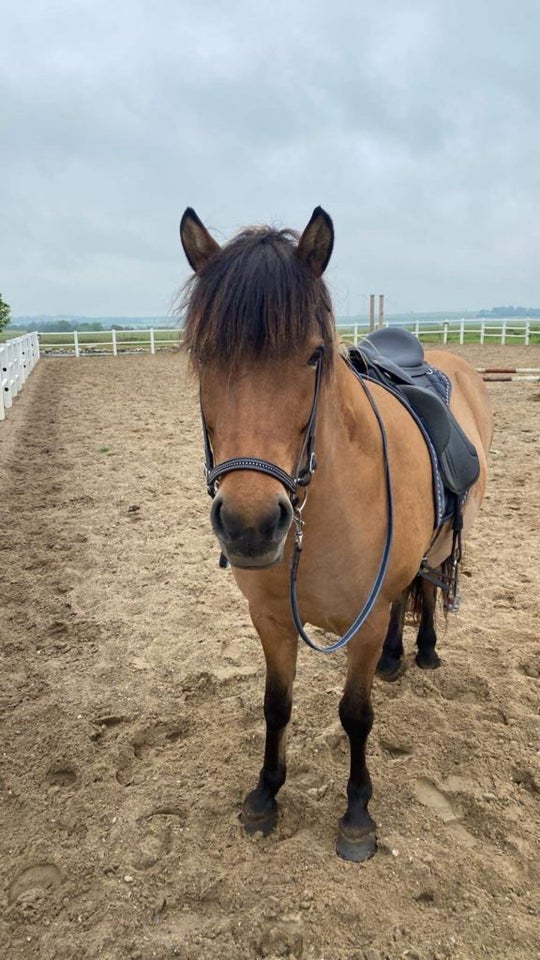 Islænder, hoppe, 8 år