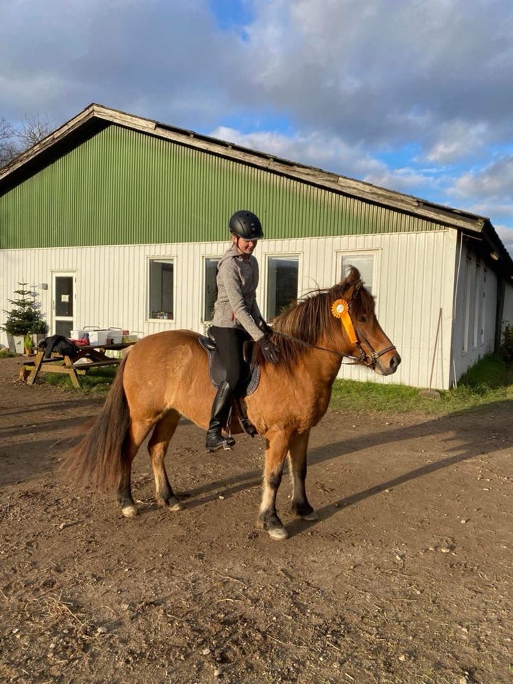 Islænder, hoppe, 8 år