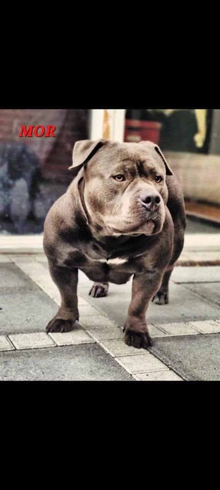 American Bully CPH-BULLS