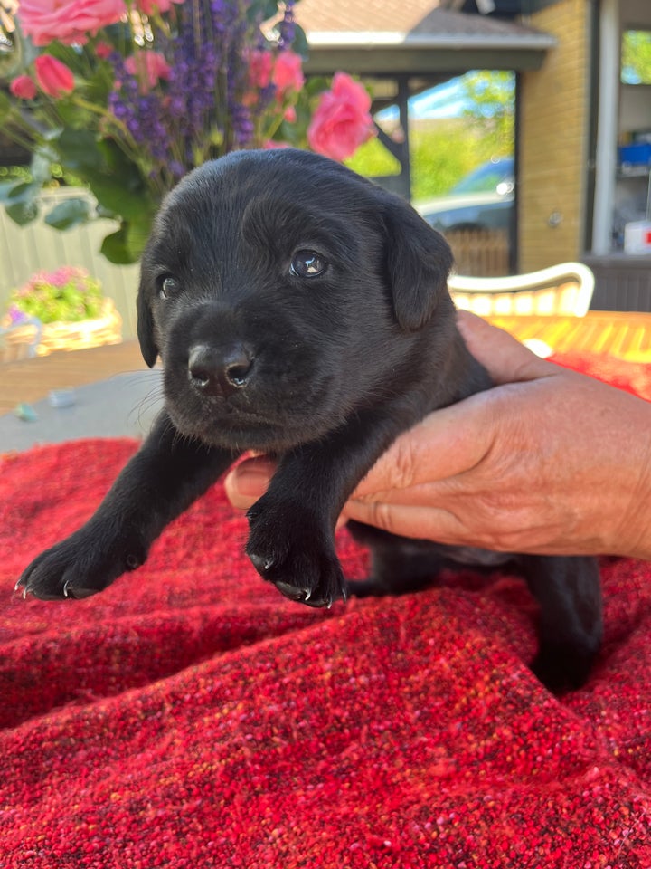 Hundehvalpe fra Labradoodle