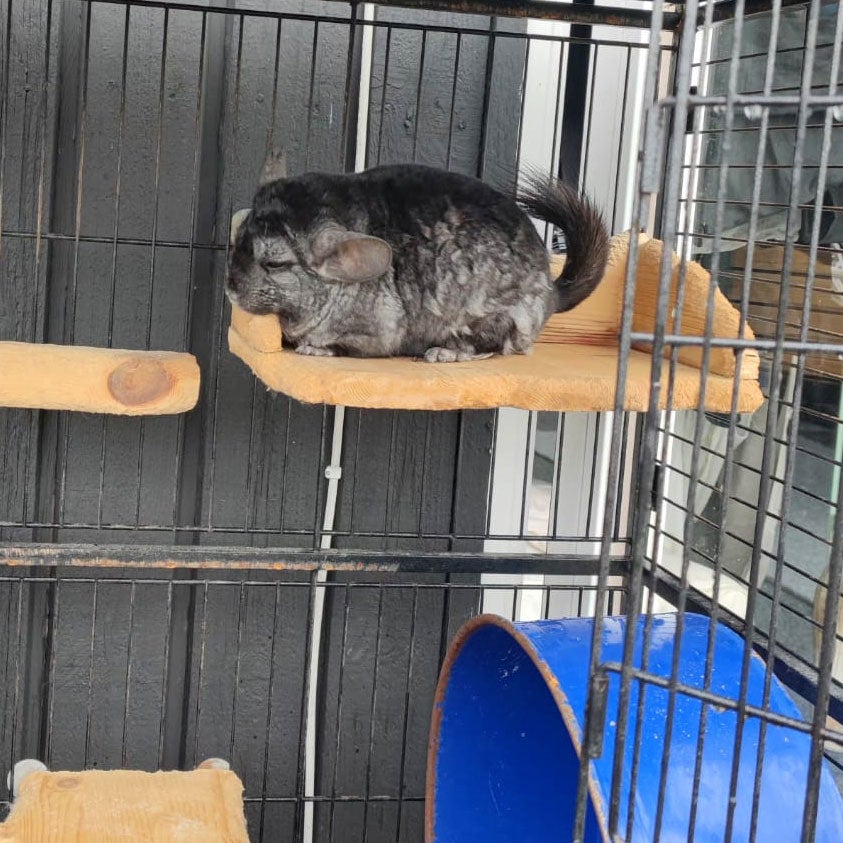 Chinchilla, 3 år