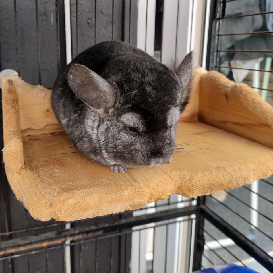 Chinchilla, 3 år