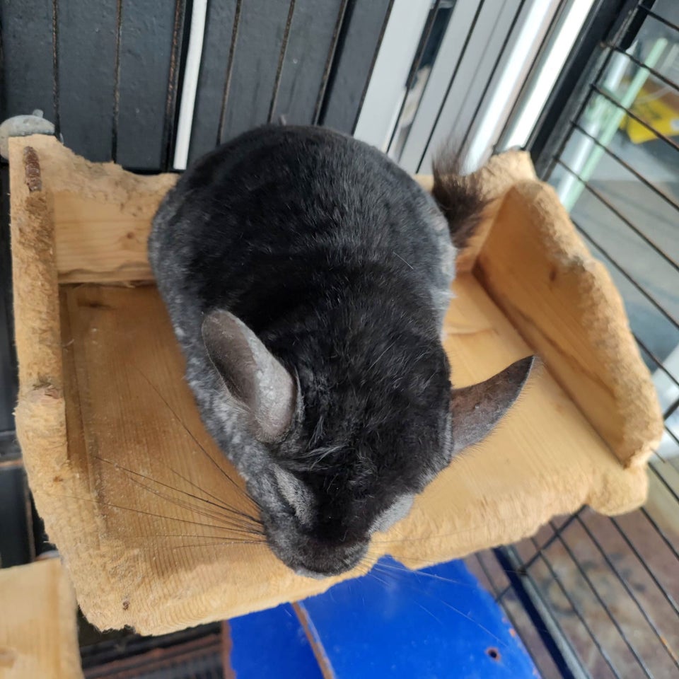 Chinchilla, 3 år