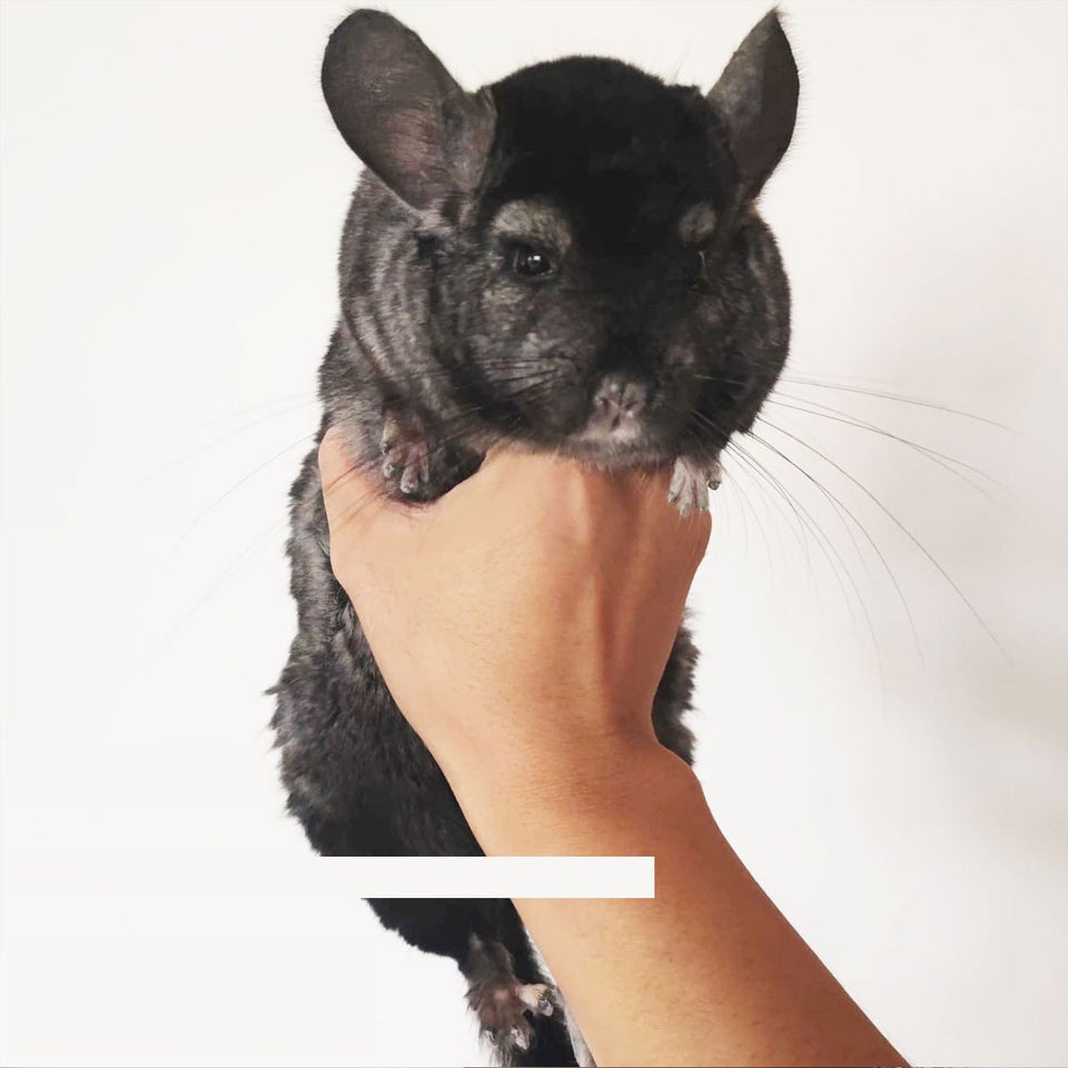 Chinchilla, 3 år