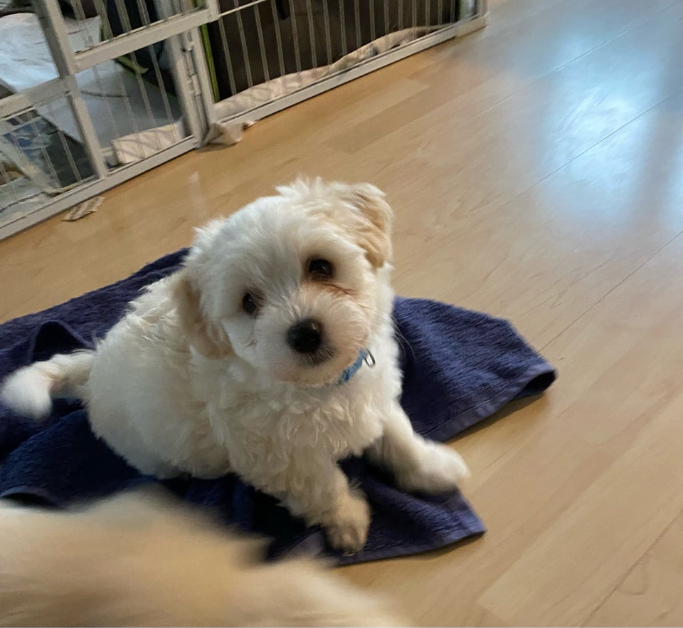 Bichon havanaise og 25% shihtzu,