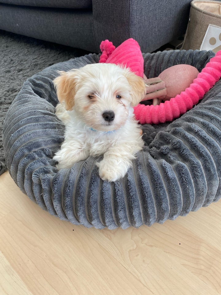 Bichon havanaise og 25% shihtzu,