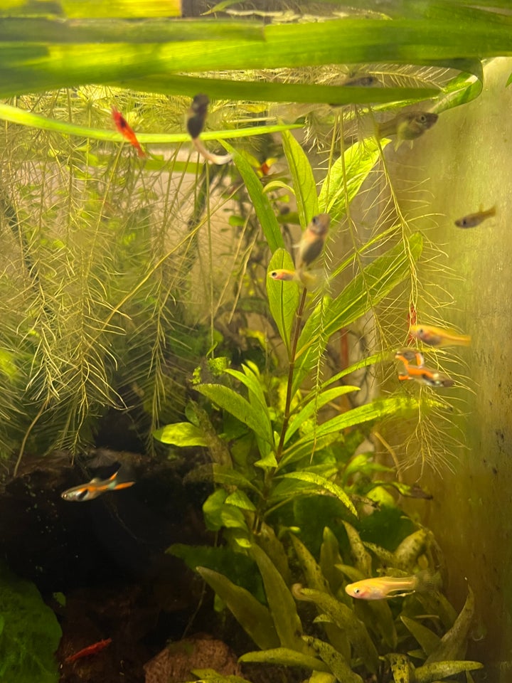 Endler Guppy 30 stk