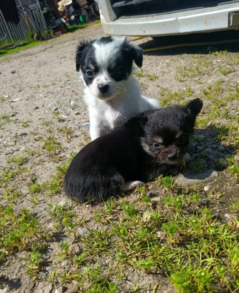 Langhåret Chihuahua hvalpe