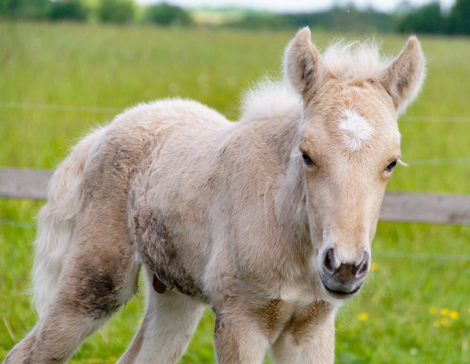 Islænder hingst 0 år