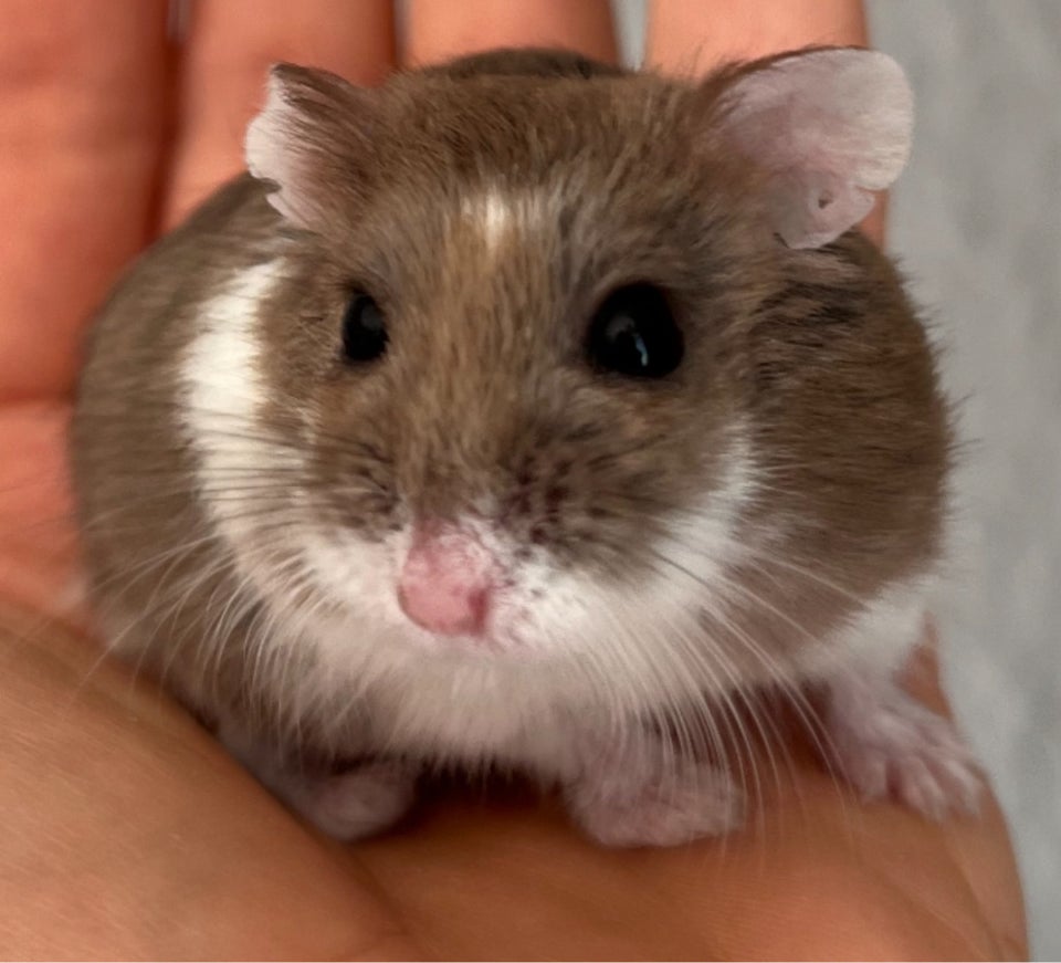 Hamster, Roborovski