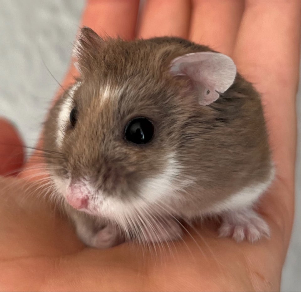 Hamster, Roborovski