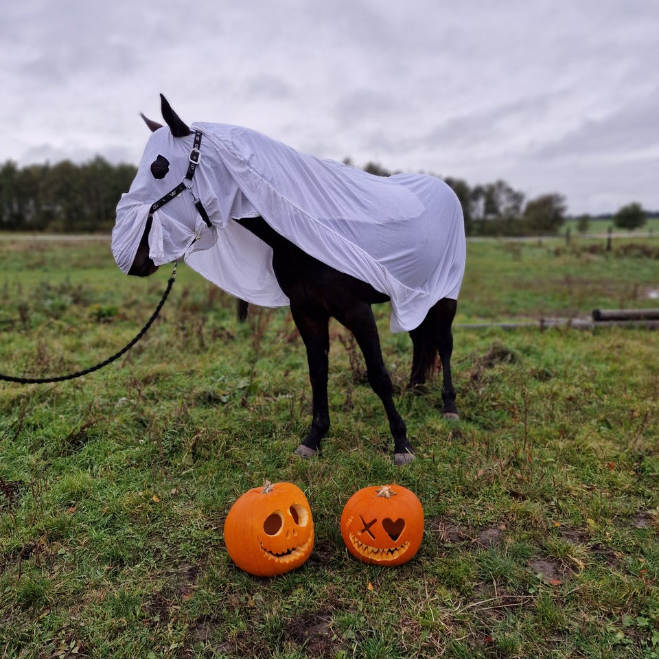 Traver, vallak, 5 år