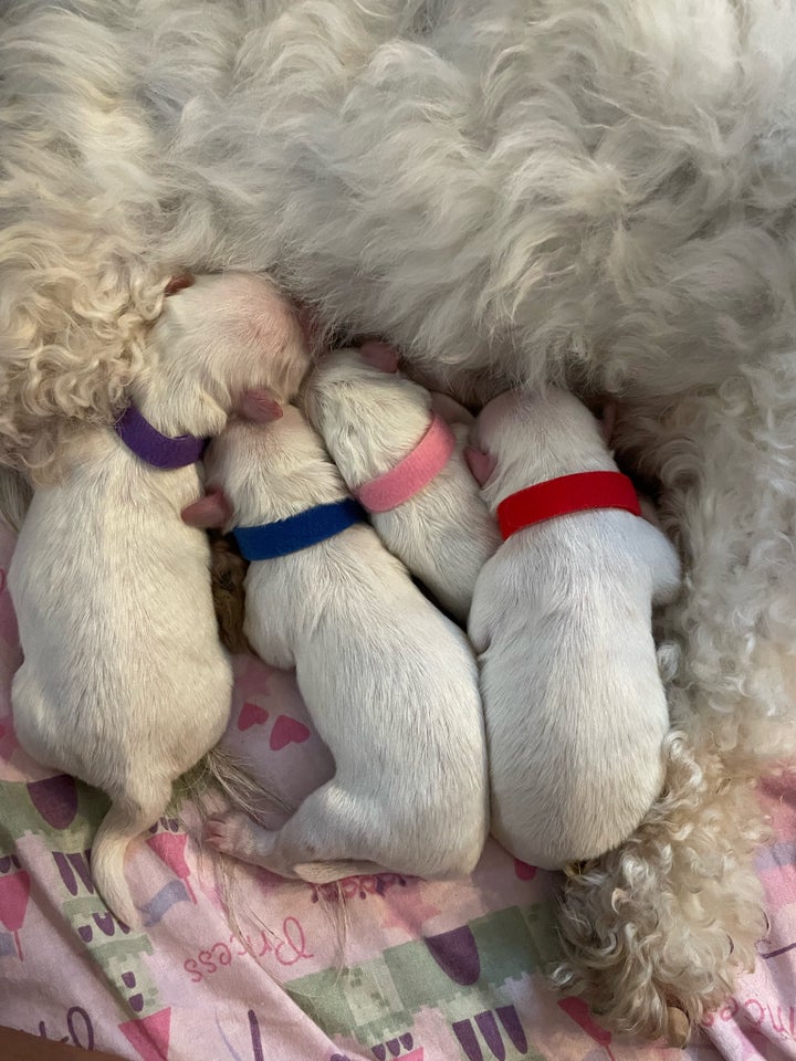 Coton de tulear hvalpe 1 uge