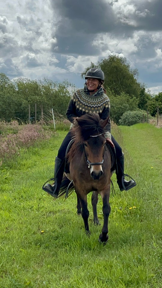 Islænder, hoppe, 12 år