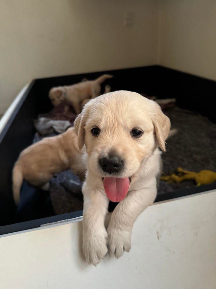 Golden retriever hvalpe 5 uger