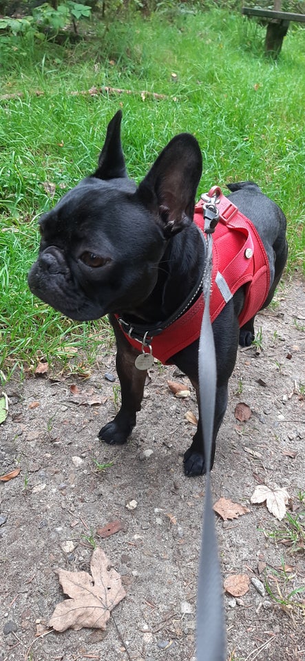 Fransk Bulldog, hund, 2 år