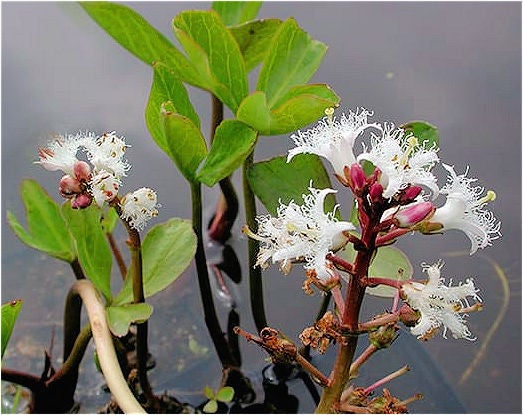 Vandplante Bukkeblad