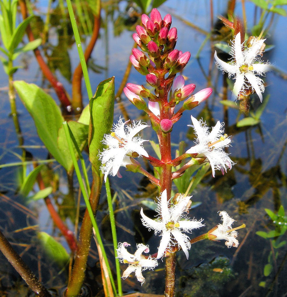 Vandplante Bukkeblad