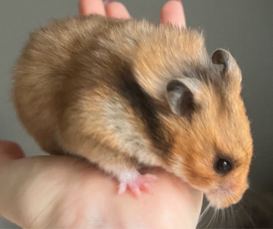 Hamster, Guldhamster, 0 år