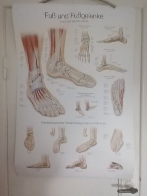 Anatomisk plakat Erler Zimmer