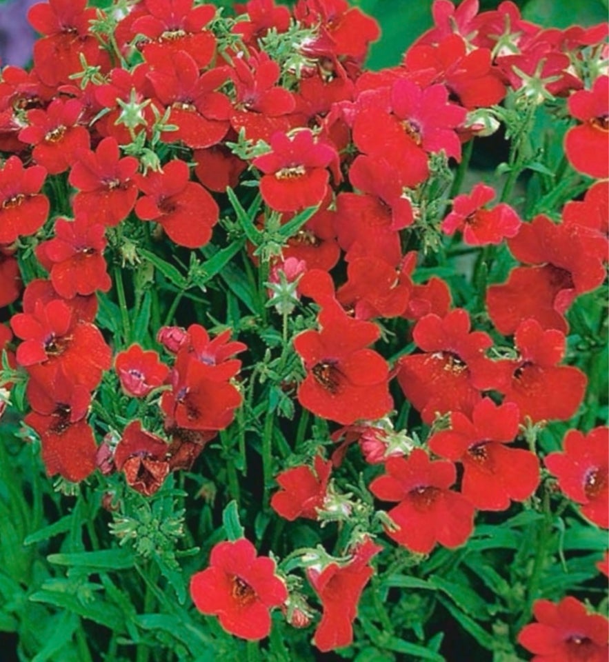 Sommerfugle blomst - fire King red -