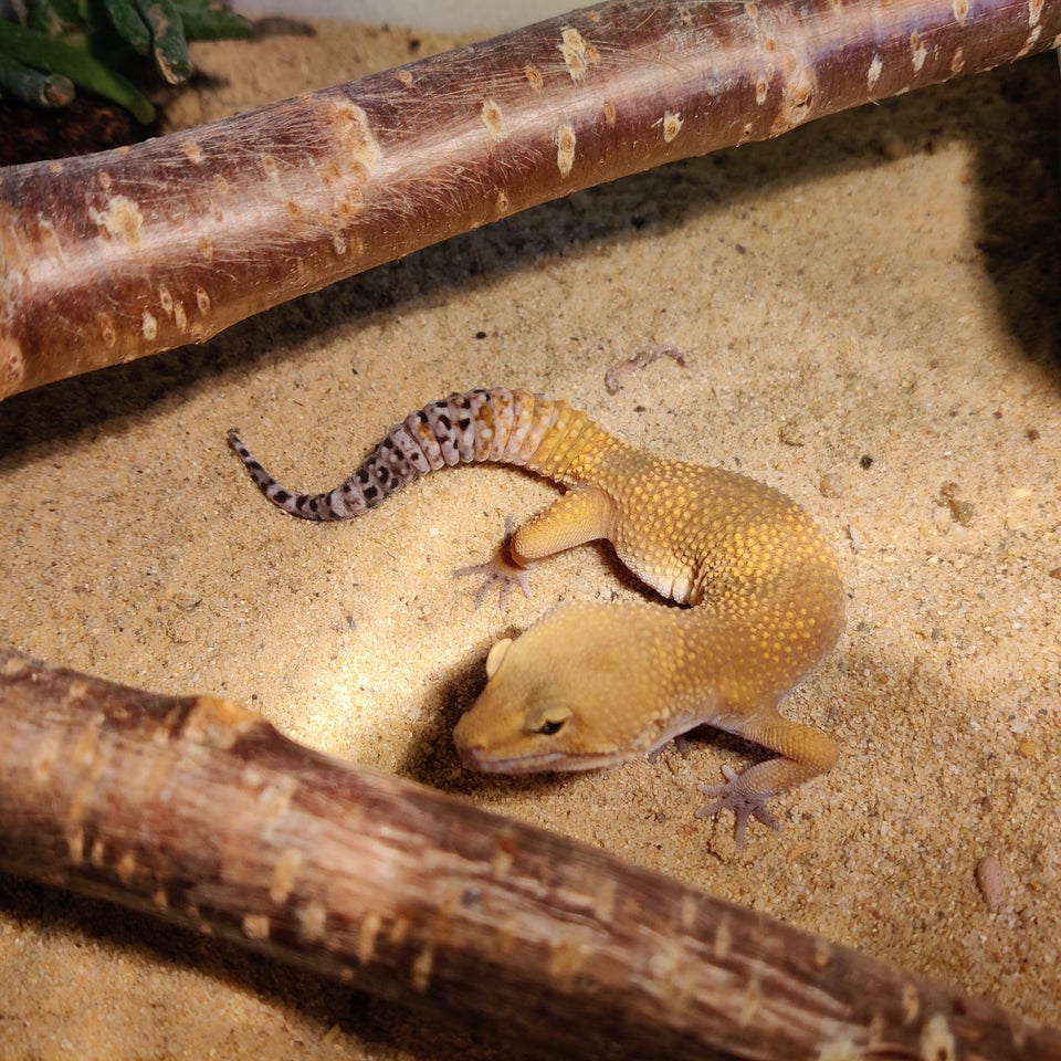 Gekko Leopard gekko