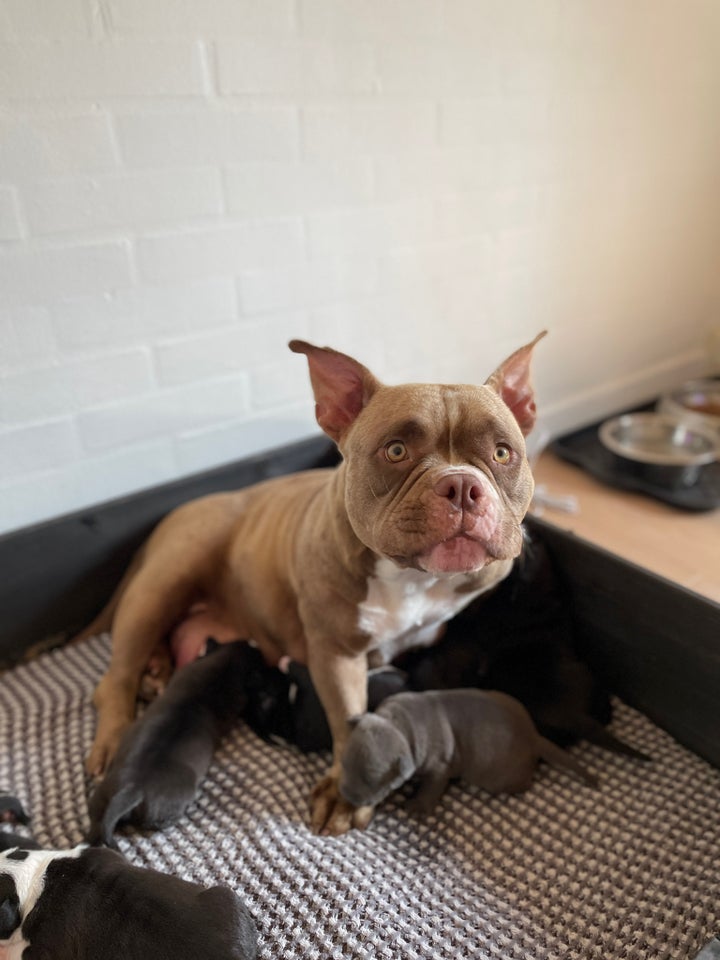 Skønne American Bully hvalp...