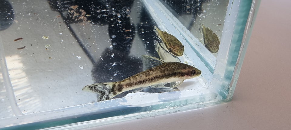 Otocinclus affinis, 1 stk.