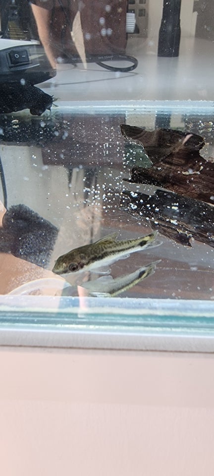 Otocinclus affinis, 1 stk.